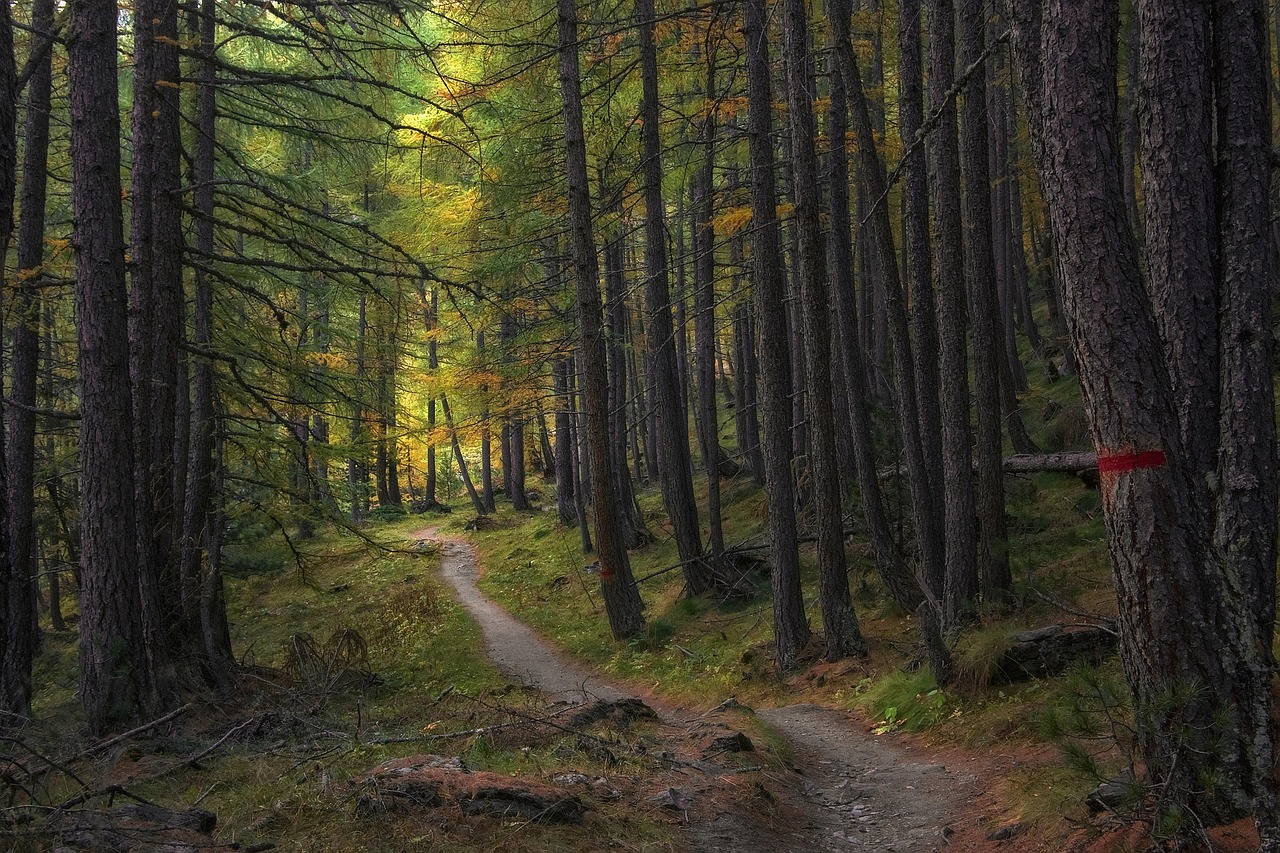 forest trail