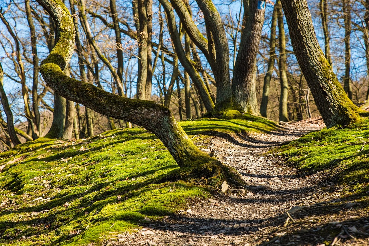 forest trails