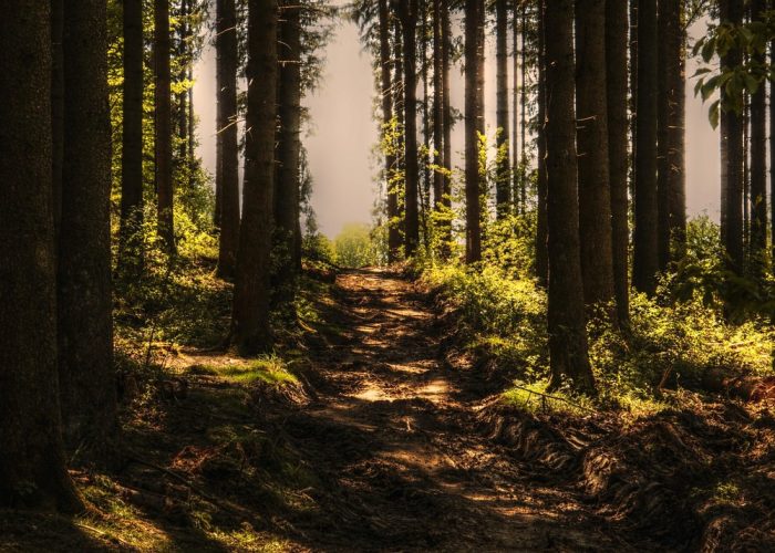 Durshet & Gopinatham trasils