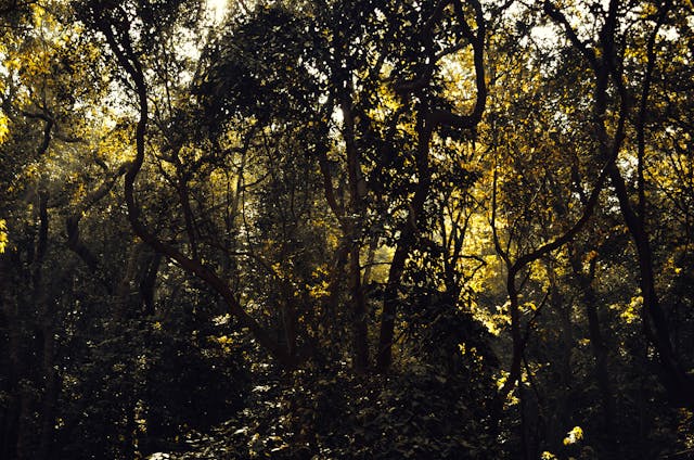gopinatham mystery trails